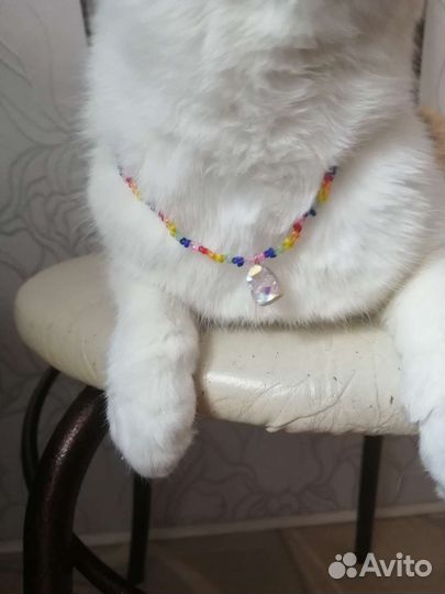 Ошейник для кошек и собак