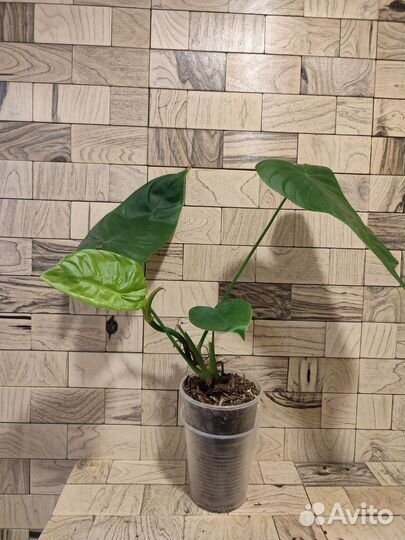 Филодендрон тенуа