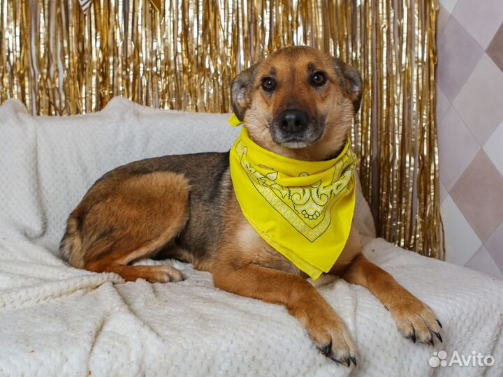 Лакки хочет в любящие и ответственные руки