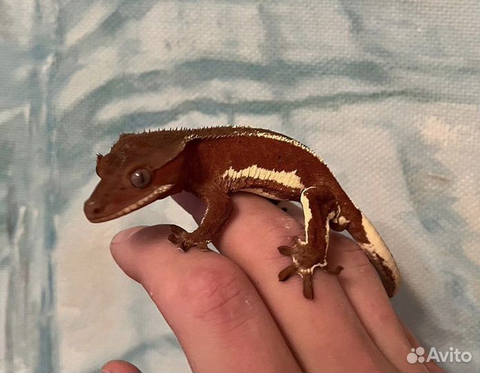 Бананоеды Red Lilly White