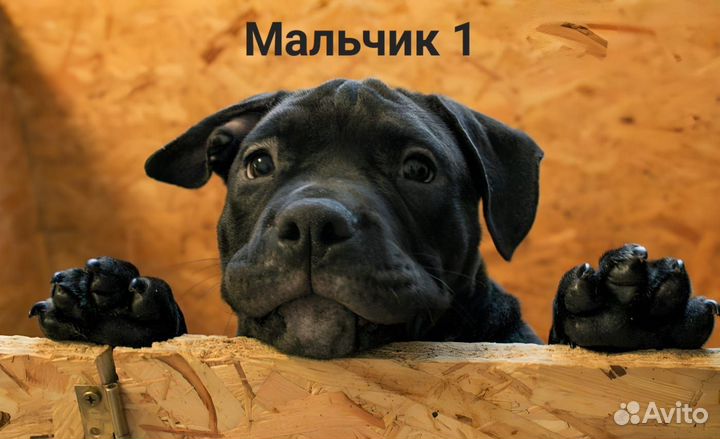 Американский Булли покет щенки