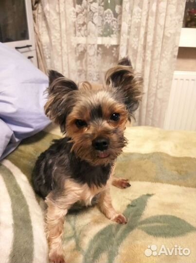 Йоркширский терьер мини вязка
