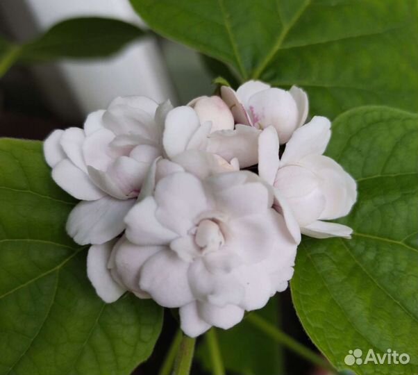 Табернемонтана, Клеродендроны,розмарин