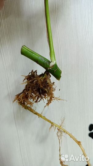 Рафидофора тетрасперма вариегатная