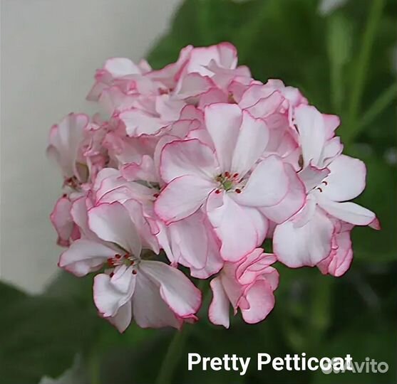 Пеларгония герань