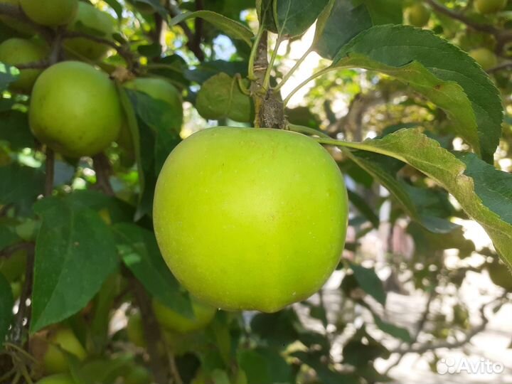 Продам яблоки