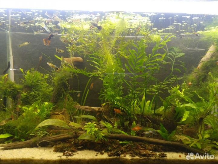 Аквариумные растения разные, мхи, папоротники