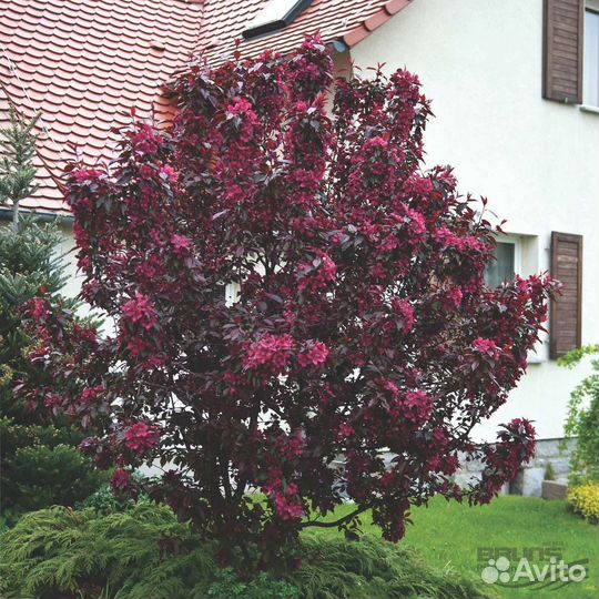 Яблоня «Роялти»