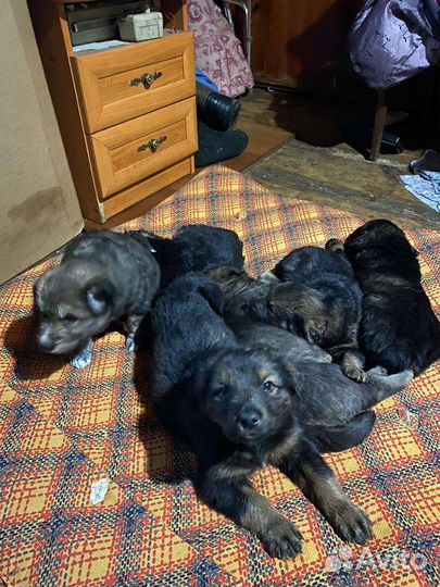 Отдам щенков в добрые руки