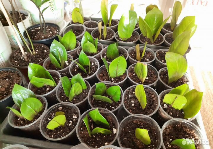 Замиокулькас