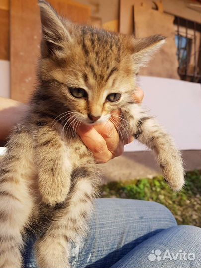 Кошка в дар