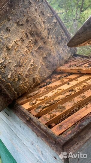 Мед в сотах 2024