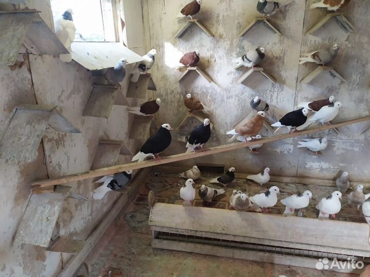 Пермские голуби