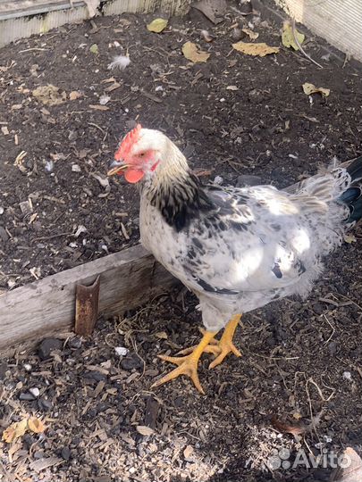 Молодые петухи