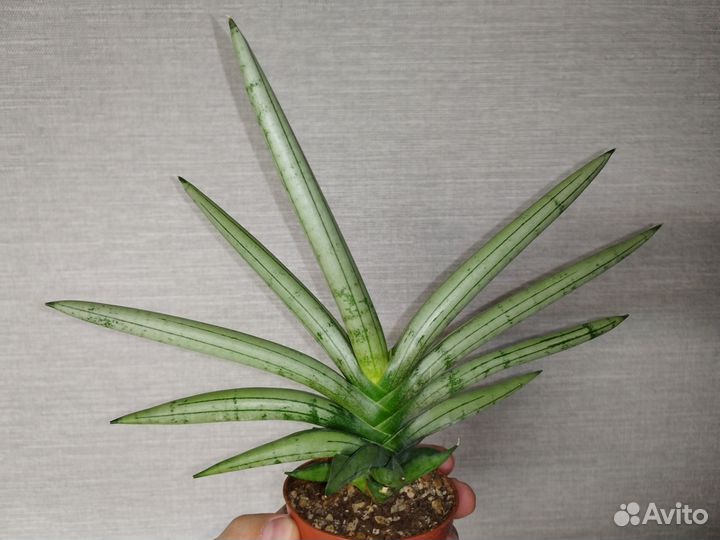 Sansevieria Bonselensis silver