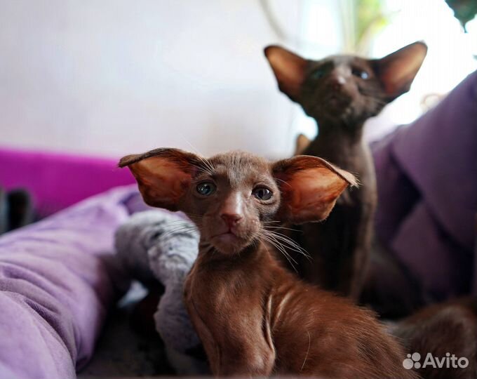 Ориентальные котята