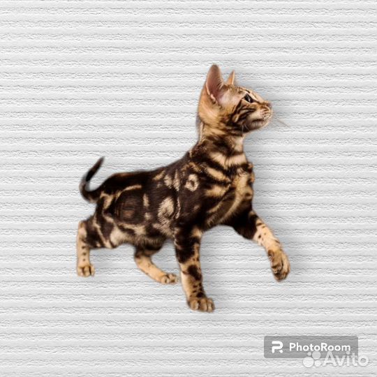 Бенгальский котенок с документами