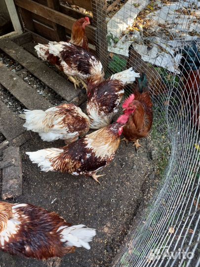 Молодые петушки деревенской курицы