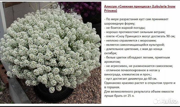 Алиссум вегетативный, вербена гибридная