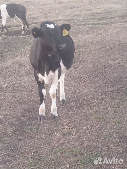 Бычки и телята