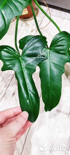 Филодендрон Черригатс