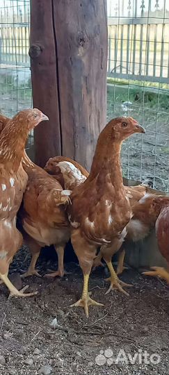 Подрощенные цыплята кур несушек