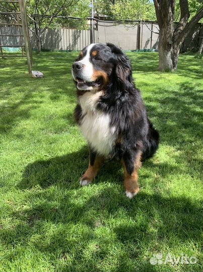 Кобель для вязки