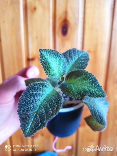 Домашние цветы