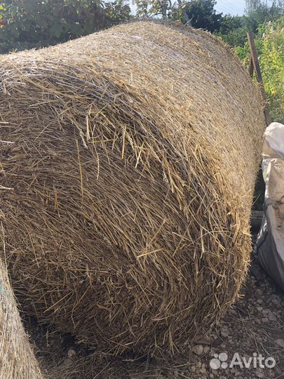 Солома пшеничная