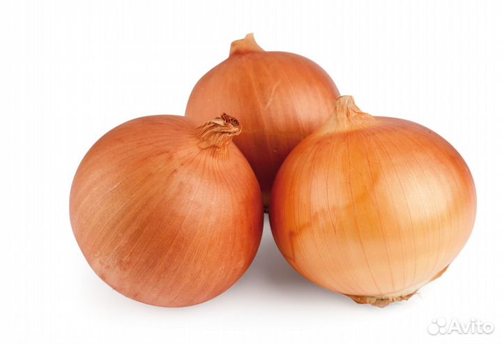 Лук Репчатый Шетана Луковицы