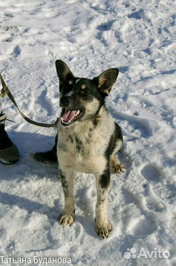 Лапочка-собачка ждёт заботливого хозяина)