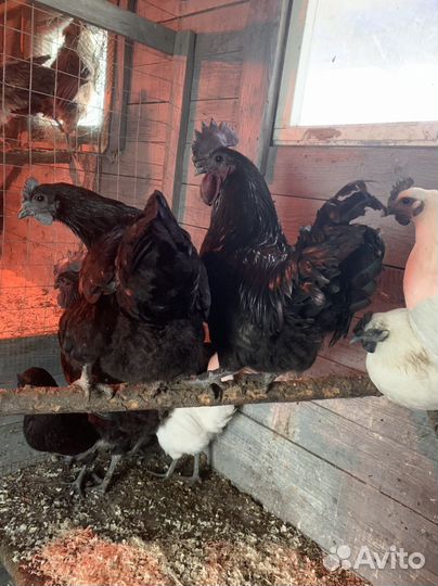 Куры ухейилюй,цыплята. ия