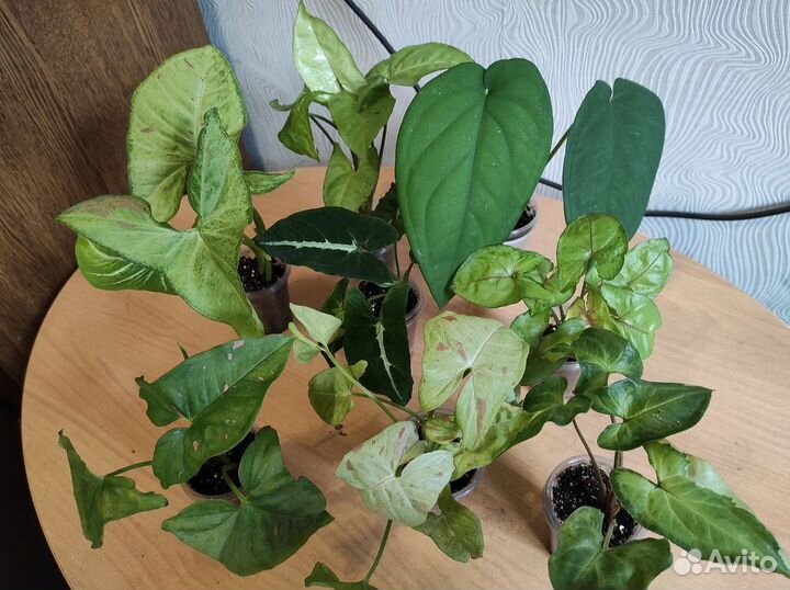 Комнатные растения