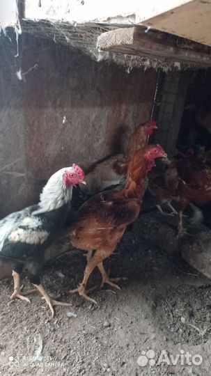 Молодые петушки