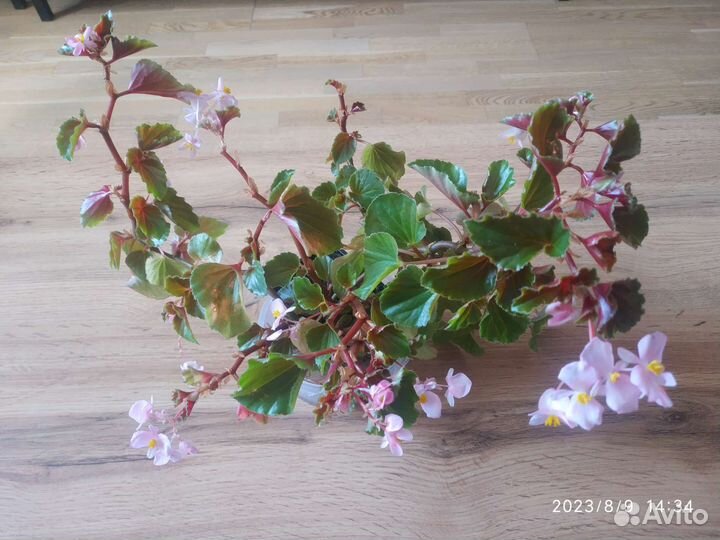 Комнатные растения