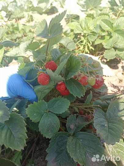 Усы Виктория ремонтантная Лиза