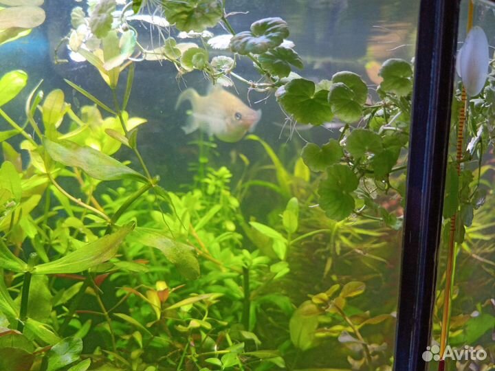 Рыбки аквариумные