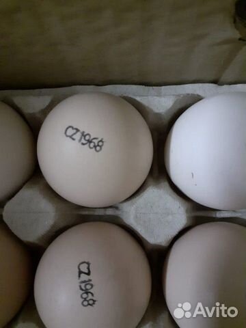 Кобб 700Инкубационное яйцо объявление продам