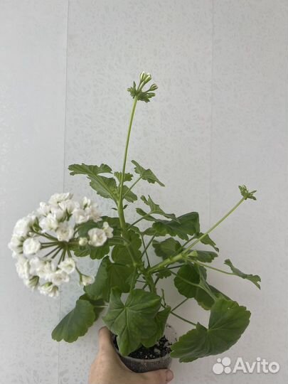 Пеларгония розебундная April Snow