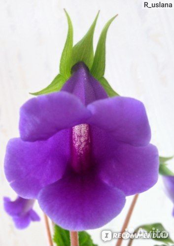 Глоксиния тидея