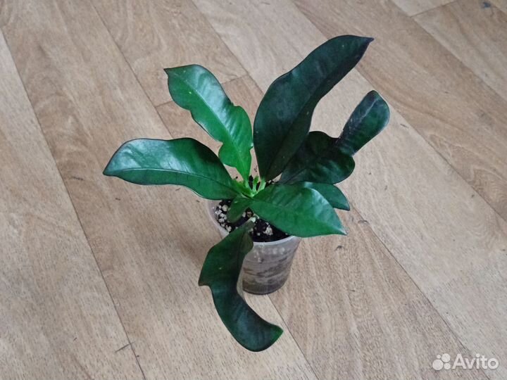 Кротон Вилма