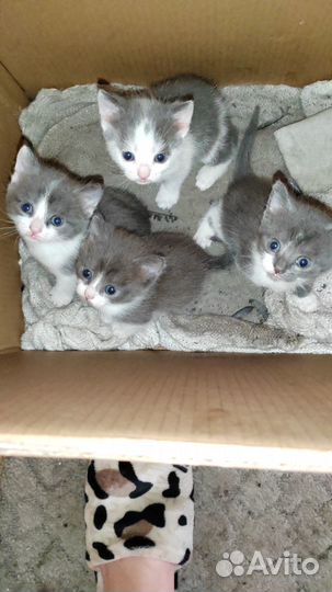 Котята в добрые руки