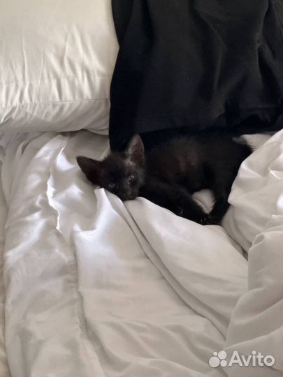 Черный котенок мальчик