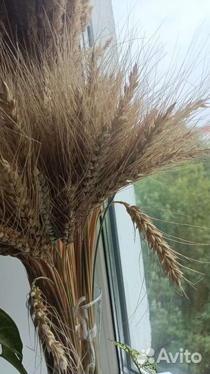 Букет пшеницы
