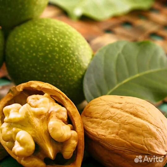 Саженцы орех грецкий Кыргызский, орех северный
