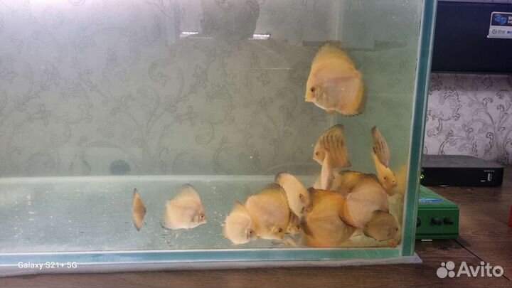 Продам дискусов