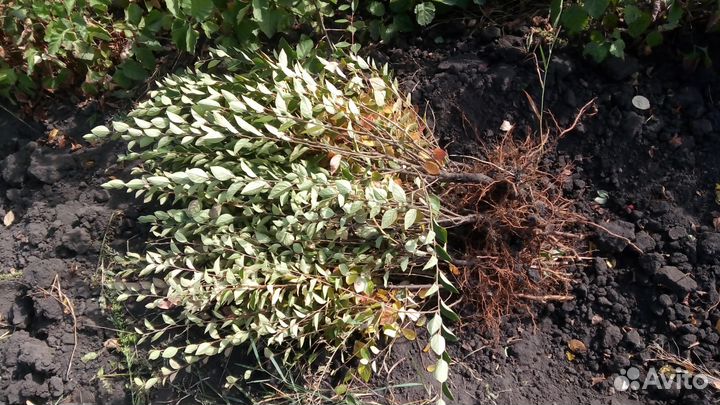 Кизильник блестящий