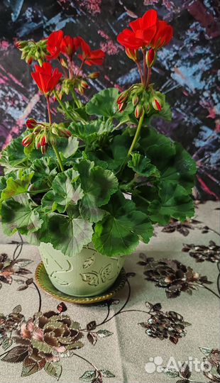 Комнатные цветы