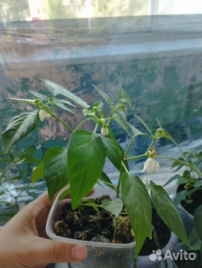 Перец огонëк