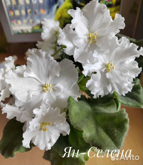 Фиалка листики